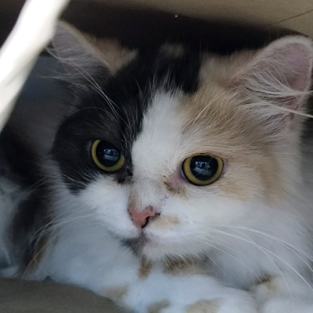 Krista Quintanar (tata) cover